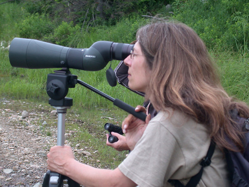 Photos d'oiseaux de Sylvie Robert